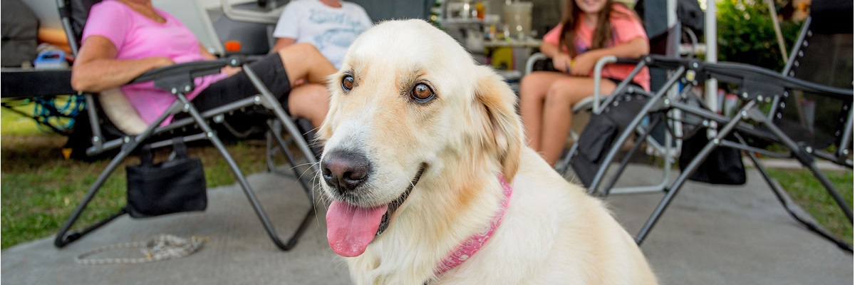 young girl smiling next to dog on grass