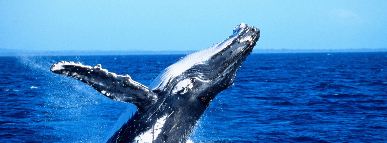 whale tale out of the water