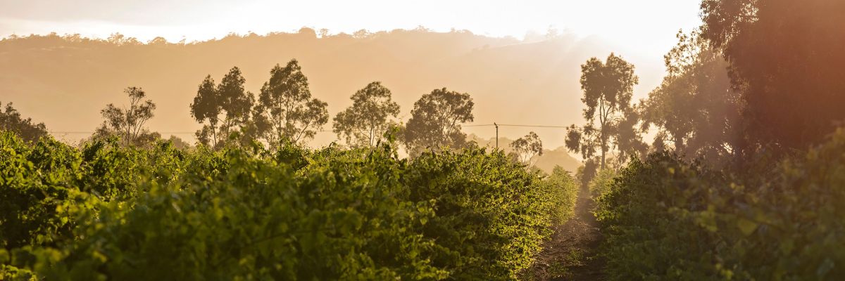 barossa valley vine yards