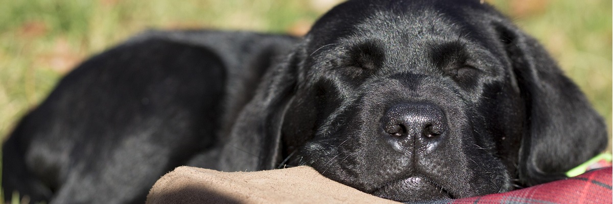 dogs waking together in dirt road